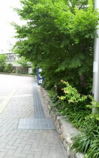 駅前の植え込みつぼみ、若葉、実。。。