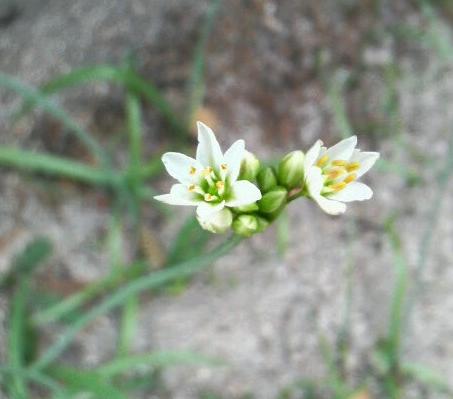 2009/05/27 　道路の端で。。。