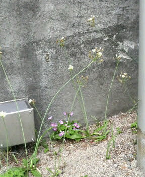 2009/05/27 　道路の端で。。。