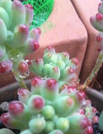 葉牡丹の花と多肉