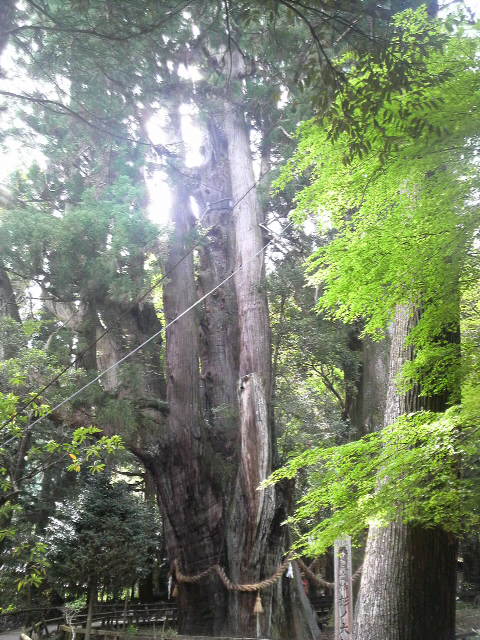 杉の大杉