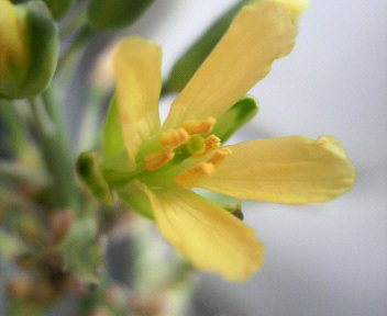 葉牡丹の花と多肉