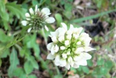 2009/05/27 　道の端で。。。