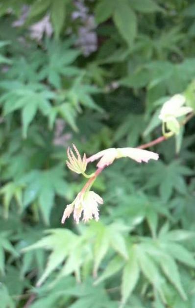 2009/05/27 　駅前の植え込みつぼみ、若葉、実。。。