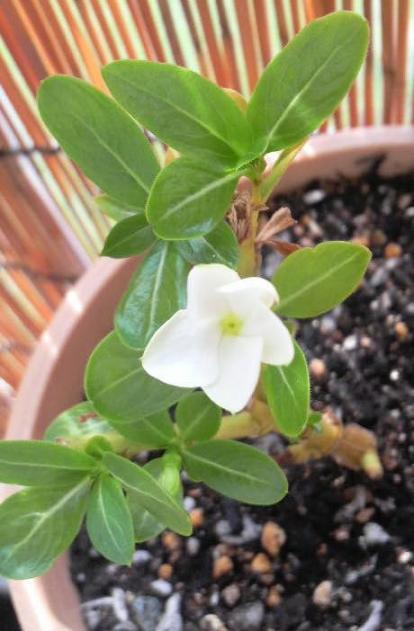 ニチニチ咲いた