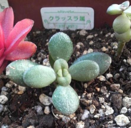 2009-02-21 植えかえ４日後。。。