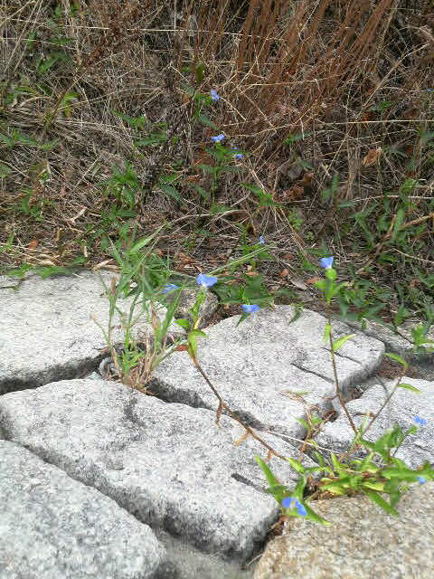 まだ夏を惜しむ草花