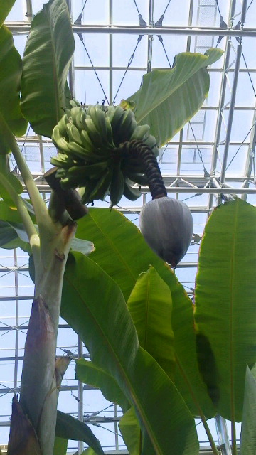 高知牧 野植物園