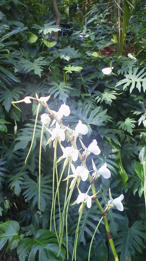 高知牧 野植物園