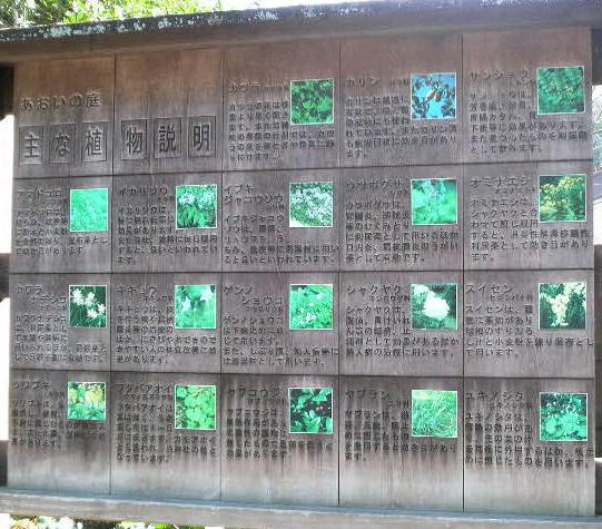 京都。下鴨神社。葵の庭