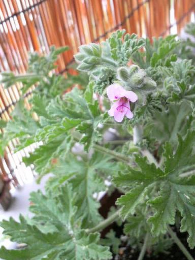 2009/04/20　ローズゼラニウム開花♪