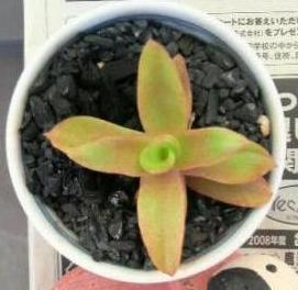 １１／２５　多肉ちゃん