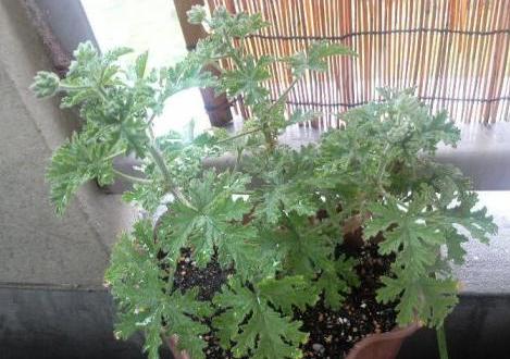 2009/04/20　朝　ローズゼラニウム１号