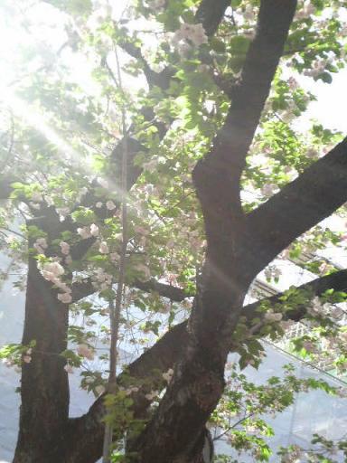 2009/04/18　造幣局の桜