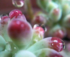 葉牡丹の花と多肉