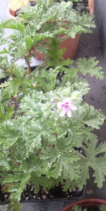 2009/04/20　ローズゼラニウム２号開花