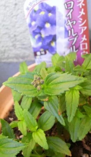 １１／２５　蕾が出てきた（*^^*）