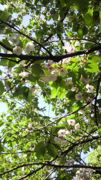 2009/04/18  造幣局の桜