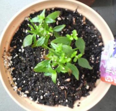 １１／１１　刈りこみ直後