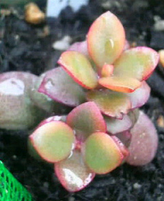 葉牡丹の花と多肉