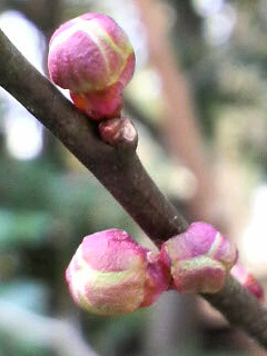 京都。下鴨神社賀茂斎院旧跡
