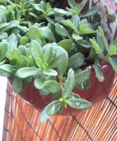 2009/04/20　朝　ポーチュラカ