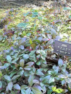 京都。下鴨神社賀茂斎院旧跡