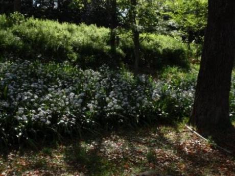 2009/04/18　造幣局を出て（桜の宮方面）