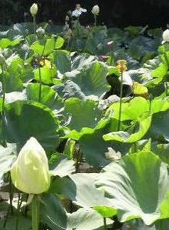 鶴岡八幡宮の平家池の蓮