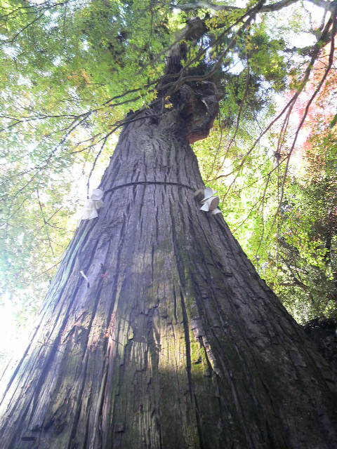 日吉大社　2009.