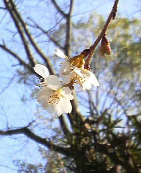 京都。下鴨神社賀茂斎院旧跡