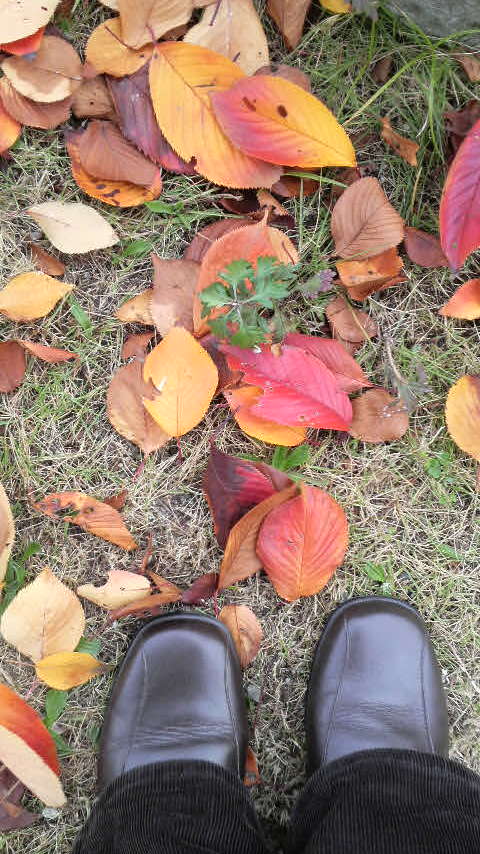窓から見える桜の、落葉。その間からよもぎ。