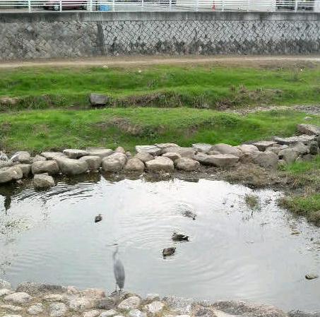 鴨と、灰色の大きな鳥と。