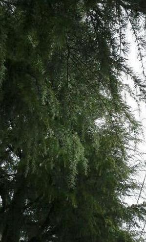 3/6 　雨あがり、葉の水滴が降ってきた。。。