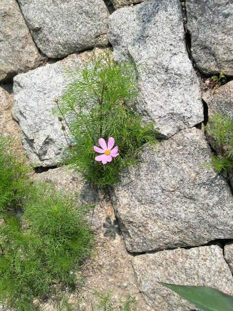 川原の草花