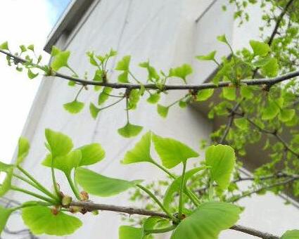 2009/04/15 　イチョウ。