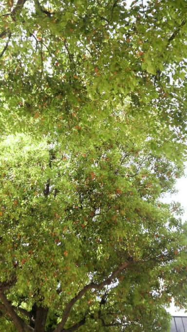 2009/04/19 加古川駅前