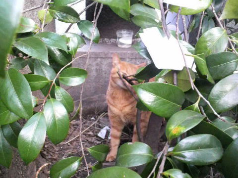 東銀座～築地波除稲荷