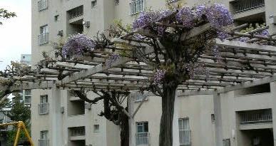 2009/04/15 　藤棚。