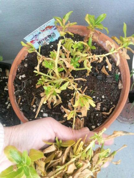 2009/02/25　ニチニチ草を剪定しちゃった　∨( ゜゜)ノ