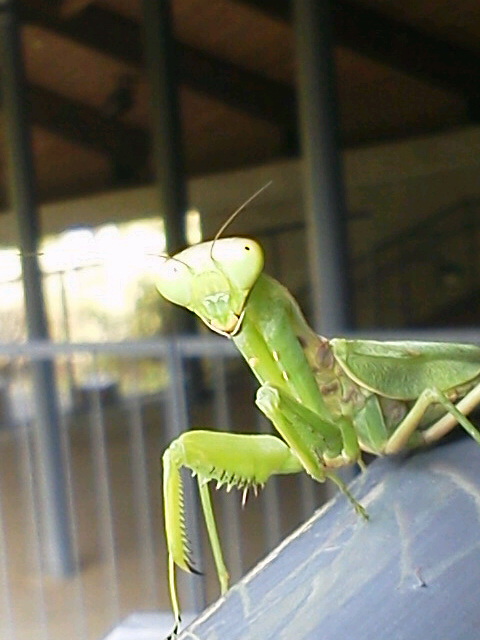 高知牧 野植物園