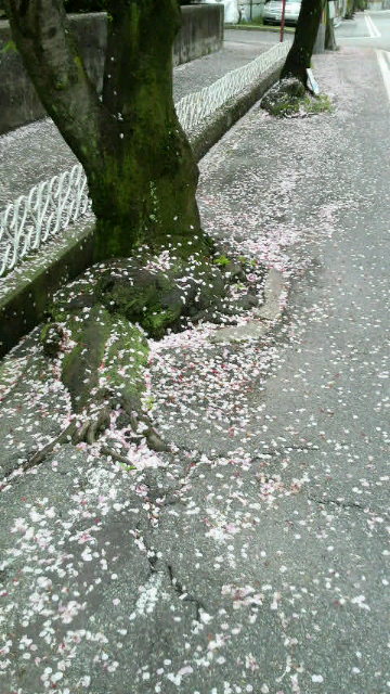 近所の桜。散ってきた…