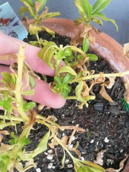 2009/02/25 　ニチニチ草にも　若葉が（＾＾）