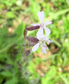 川原の草花