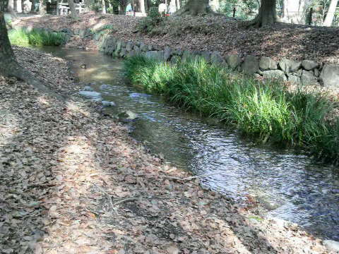 京都。～糺の森～