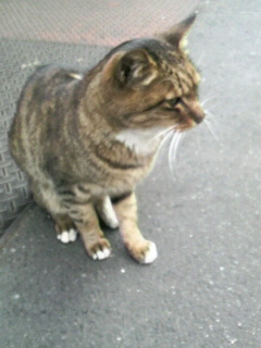築地波除稲荷神社