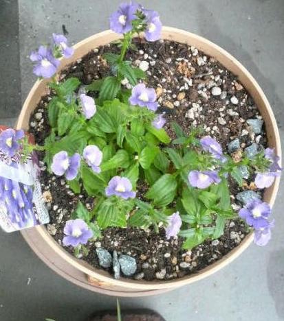 2009/02/25 　その横でネメシアメロウ