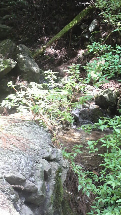 鳥居杉