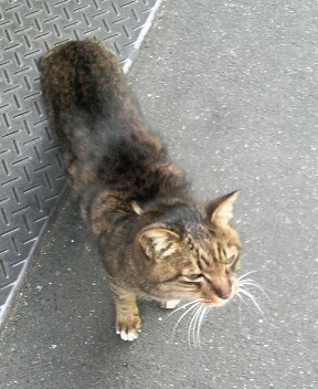 築地波除稲荷神社