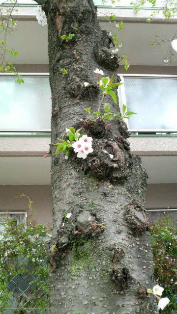 近所の桜。散ってきた…